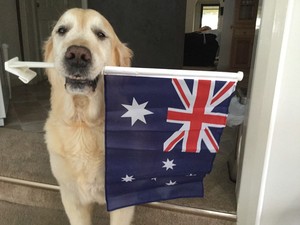 Splash Puppy Pic 4 - We love our country