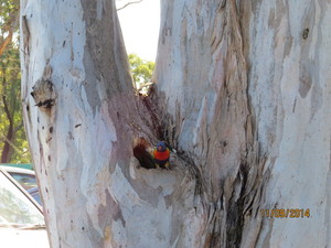 Angophora Consulting Arborist Pic 2 - Habitat Tree