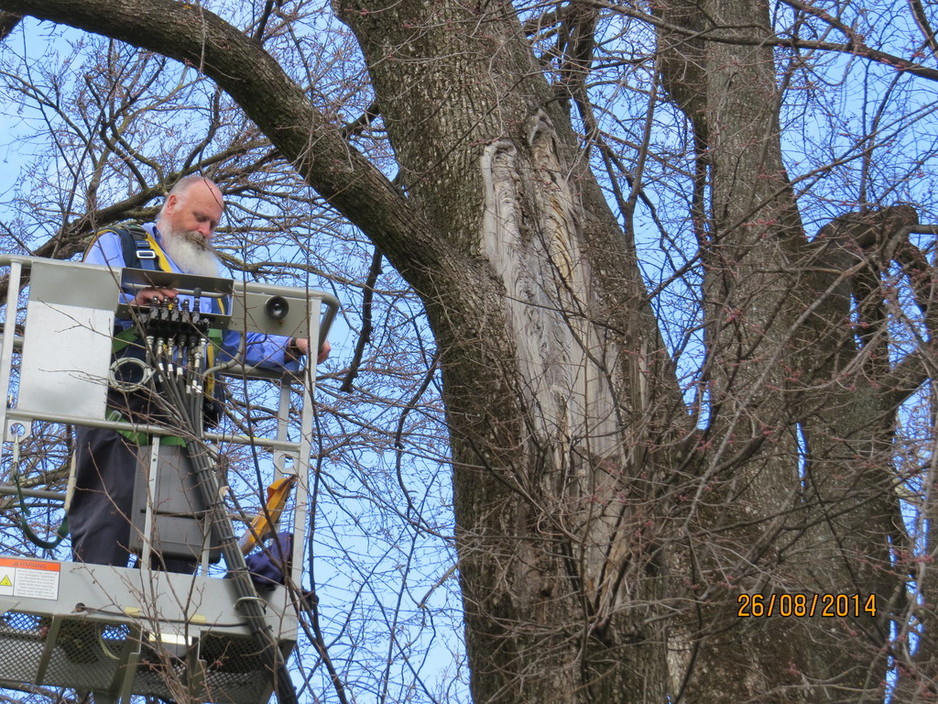 Angophora Consulting Arborist Pic 1 - Tree aerial inspection