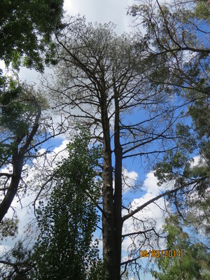 Angophora Consulting Arborist Pic 3 - Tree un well ill health