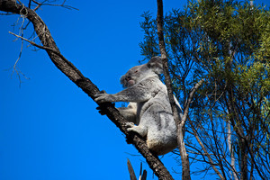 Australia Wide Fauna Consultants Pic 2