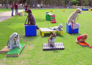 Boroondara Dog Training Pic 4