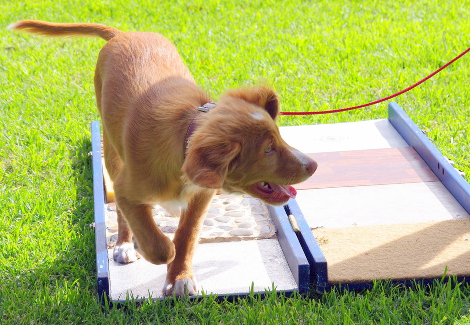 Boroondara Dog Training Pic 1