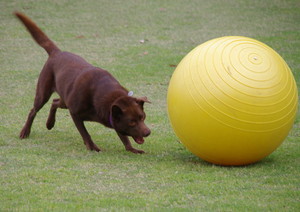 Boroondara Dog Training Pic 3