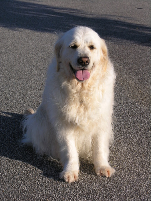 Berwick Paws in Narre Warren South, Melbourne, VIC, Pet Groomers TrueLocal