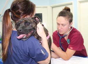 Malibu Veterinary Hospital Pic 4 - Dr Chloe Ross