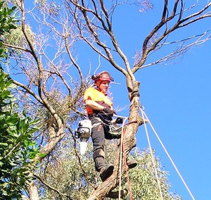 Bayside Treecare Pic 4