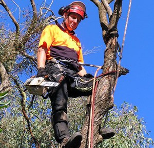 Bayside Treecare Pic 2