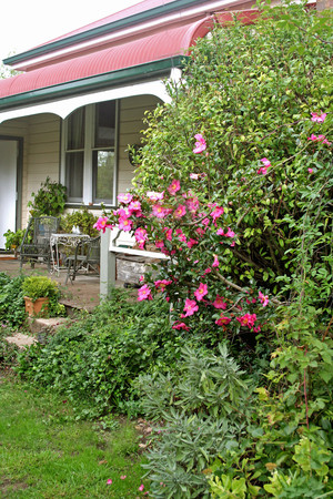 Poppy's Cottage B & B Pic 4 - Sasanqua roses on the verandah