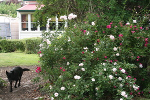 Poppy's Cottage B & B Pic 5 - Spring Roses