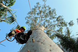 Gold Coast Stump Busters Pty Ltd Pic 2