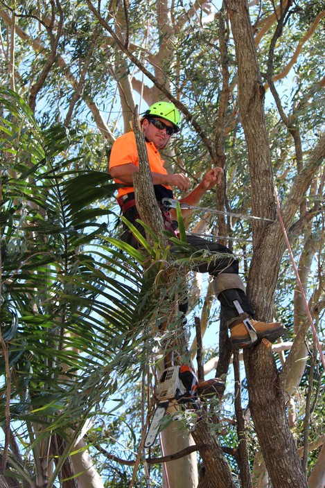 Gold Coast Stump Busters Pty Ltd Pic 1