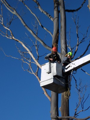 Gold Coast Stump Busters Pty Ltd Pic 4