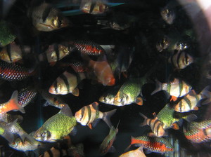 River To Reef Aquarium Coffs Harbour Pic 4 - Barbs