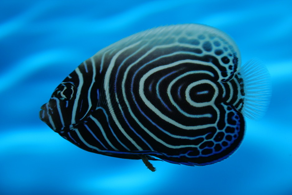 River To Reef Aquarium Coffs Harbour Pic 1 - Emperor Angelfish