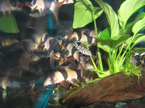 River To Reef Aquarium Coffs Harbour Pic 5 - Loaches