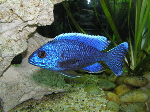 River To Reef Aquarium Coffs Harbour Pic 2 - Peacock Cichlids