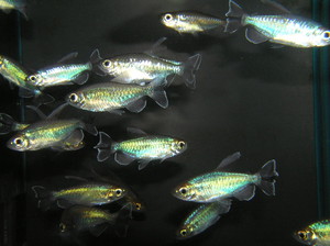 River To Reef Aquarium Coffs Harbour Pic 3 - Tetras