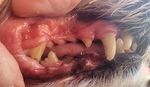 South Coast Doggie Do's Pic 2 - Teeth cleaning after