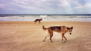 Pelican 4x4 Hire Pic 5 - Dingoes on Fraser Island