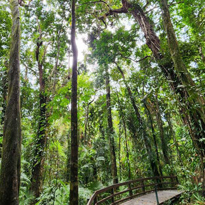 Daintree Coast Pic 3 - Daintree Rainforest