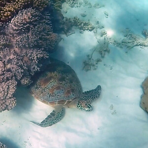 Daintree Coast Pic 4 - Great Barrier Reef