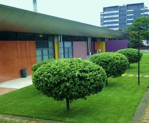 Chatswood Trees & Gardens Pic 2 - Tree Trimming lopping