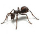 Heritage Pest Control Pic 4 - ants termites rodents cockroaches