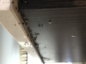 Hooke Pest Control Pic 5 - German cockroaches flushed from their hiding spot