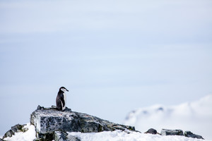 Penguin Healing Clinic Pic 5