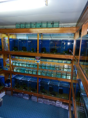 Annerley Aquarium Pic 2 - Alcove Betta Section Australian Natives Section