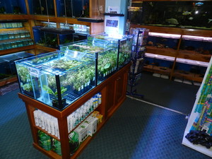 Annerley Aquarium Pic 3 - Plant Tank and Back Section