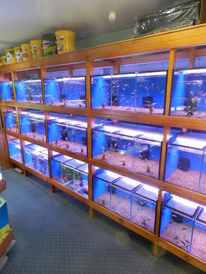 Annerley Aquarium Pic 5 - Tropical Section