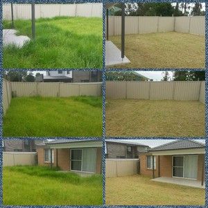 BLaK MaGiK Lawn Mowing Services Pic 4 - Lawn 3 months long