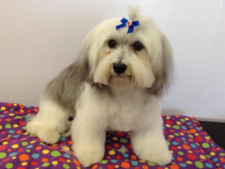 Hair Of The Dog Grooming Salon Pic 1 - Baby Bobbie