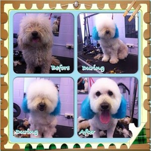 Hair Of The Dog Grooming Salon Pic 3 - Bailey