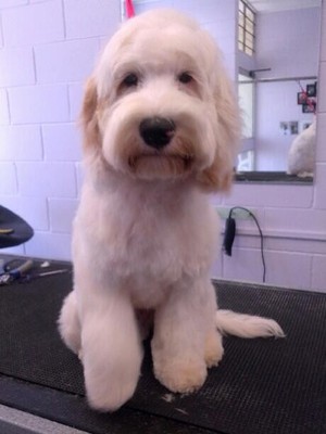 Hair Of The Dog Grooming Salon Pic 4 - Dudley