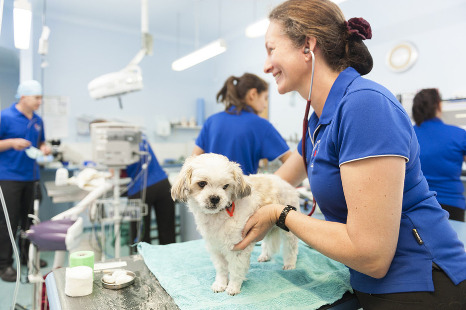 Bunbury Vet Clinic and Eaton Vet Clinic in Bunbury, WA, Veterinarians ...