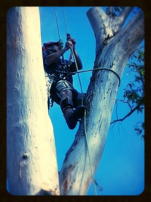 DNR Tree Service Pic 3