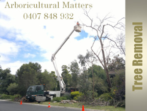 Arboricultural Matters Pic 3 - Tree Service