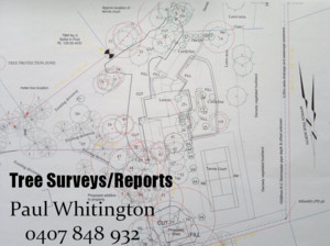 Arboricultural Matters Pic 2 - Tree Surveys