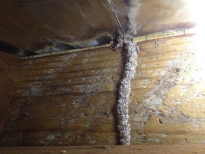 Wise Eye Inspections Pic 4 - Termite Leads in the roof space IF THEY MADE IT TO THE ROOF How much damage did they cause on the way A Wise Eye Inspection will tell you Book Today