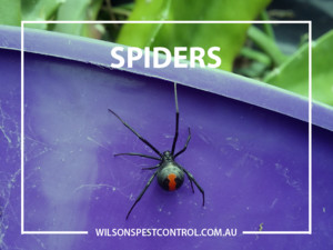 Wilson's Pest Control Pic 4 - Pest Termite Control Blacktown Sydney Red Back Spider