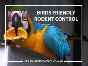 Wilson's Pest Control Pic 5 - Bird Friendly Rodent solutions Pest Termite Blacktown Sydney