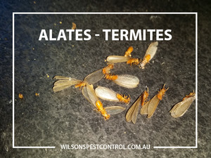 Wilson's Pest Control Pic 2 - Alates Termites Pest Control Blacktown Sydney