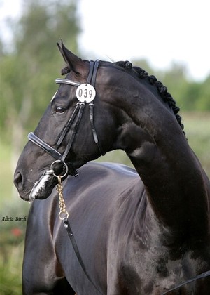 Karingal Equestrian Centre Pic 4