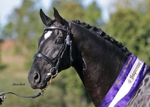 Karingal Equestrian Centre Pic 5