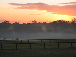 Karingal Equestrian Centre Pic 2