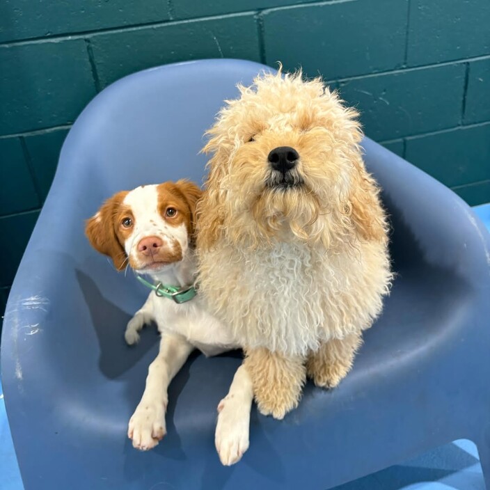 Kip Newstead Dog Daycare Pic 1