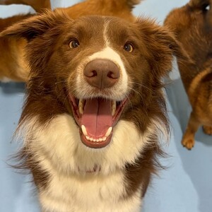 Kip Newstead Dog Daycare Pic 2